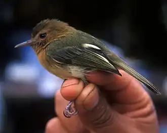 Kaneelborsttodietiran