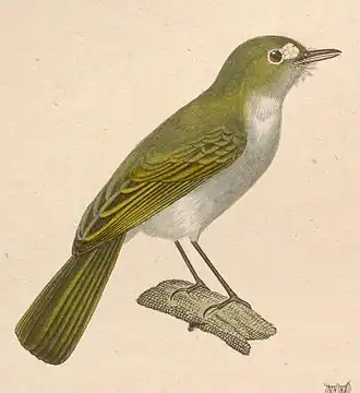 Teugelvlektodietiran