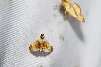 Trichophysetis pulchella