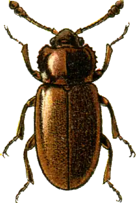 Henoticus serratus