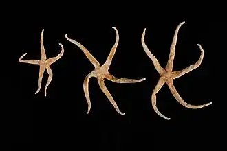 Henricia aucklandiae