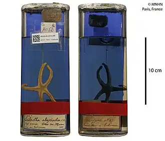 Henricia cylindrella