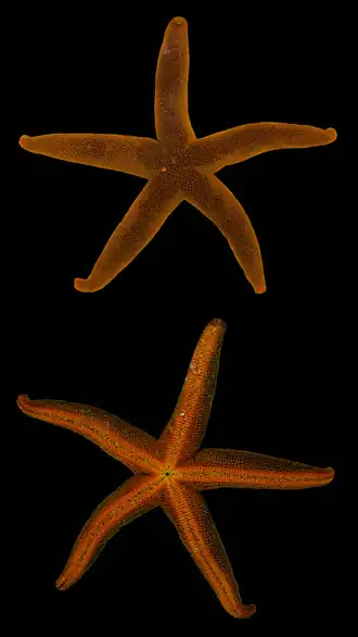 Henricia granulifera