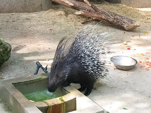 Gewoon stekelvarken (Hystrix cristata)