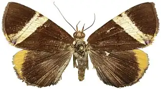 Heoeugorna ochrovittata