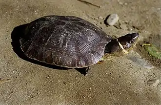Filipijnse aardschildpad