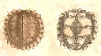 Gestekelde aardschildpad