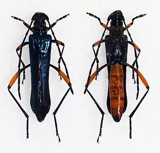 Hephaestion (geslacht)