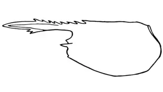 Heptacarpus grebnitzkii