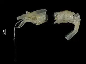 Heptacarpus sitchensis