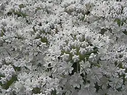 Bloeiwijze van reuzenberenklauw met kroonbladen met Lobulum inflexum