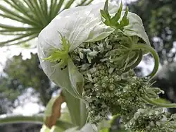 Bracteeën van de reuzenberenklauw