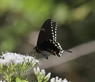 Papilio oxynius