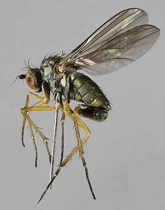 Gymnopternus celer