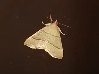 Herculia orthogramma