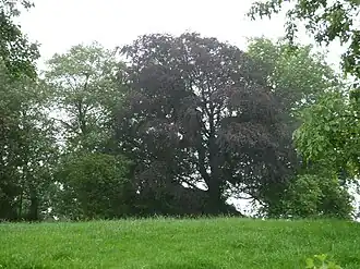 Tumulus van Herderen