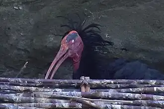 Heremietibis met gesloten oog aan de Bodensee
