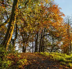 Bomen in herfsttinten op de 'berg'.
