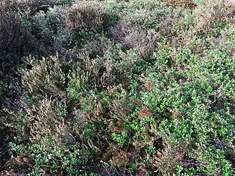 Close-up van de associatie van struikhei en bosbes