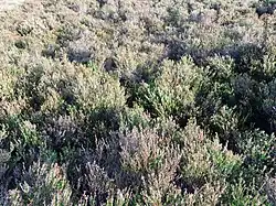 Een herfstaspect van de typische subassociatie