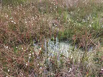 Herfstaspect van een veenput met de rompgemeenschap met veenpluis en veenmos.
