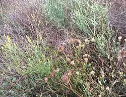 Close-up van een herfstaspect van de typische subassociatie