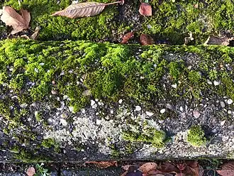 Muisjesmos-associatie op een stootband