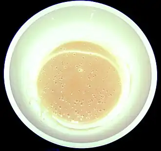 Bubbelend deeg van Herman