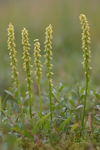 Honingorchis (Herminium monorchis)