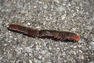 Hermodice carunculata