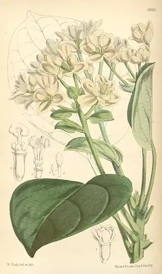 Hernandiaceae