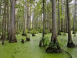 Taxodium distichum (Moerascipres), in natuurlijke omgeving