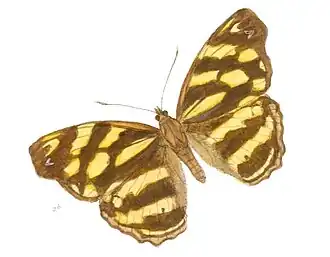 Herona marathus
