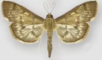 Herpetogramma aeglealis