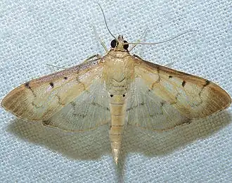 Herpetogramma bipunctalis
