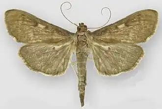 Herpetogramma sphingealis
