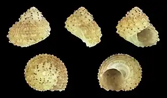 Herpetopoma aspersum