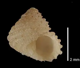 Herpetopoma corrugatum