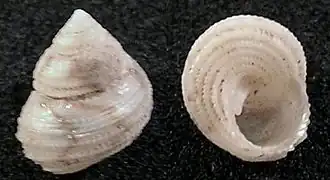 Herpetopoma instrictum