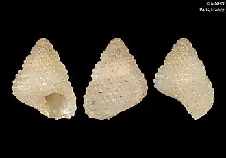 Herpetopoma poichilum