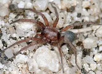 Herpyllus hesperolus