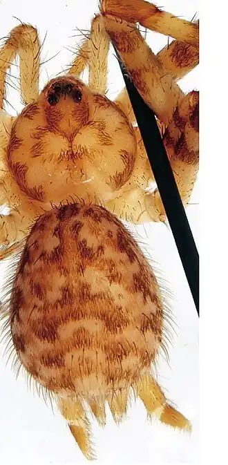 Hersiliola sternbergsi