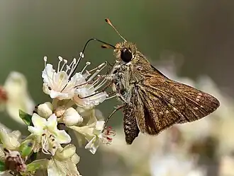 Hesperia attalus