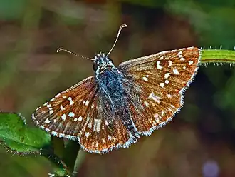 Aambeeldspikkeldikkopje