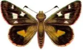 Hesperilla chrysotricha