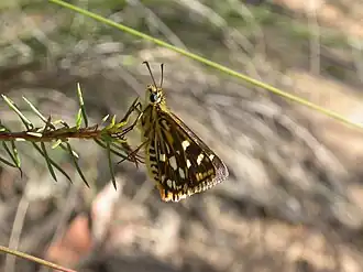 Hesperilla crypsargyra