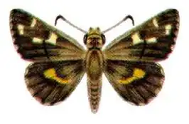 Hesperilla crypsigramma