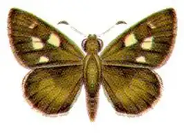 Hesperilla malindeva