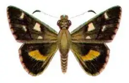 Hesperilla ornata