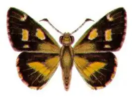 Hesperilla picta
